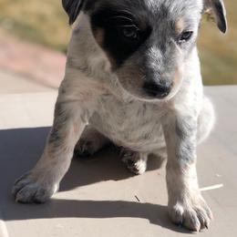 Australian Cattle Dog Puppies from Christensen Heelers
