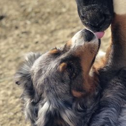 Emma - Australian Shepherd