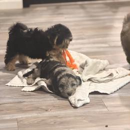 Old English Sheepdog, Poodle, Sheepadoodle, and Yorkipoo Puppies from Love Tallulah Sheepadoodles LLC