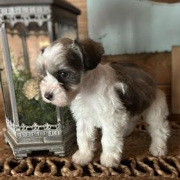 Ta-Da milk choc - Parti male Miniature Schnauzer puppy in Oneida, Tennessee from Saving Grace