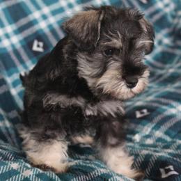 Sterling - Salt and pepper male Miniature Schnauzer puppy in Richardton, North Dakota from Crooked Tree Ranch