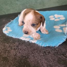 Boy 2 - Piebald male Dachshund puppy in Fallon, Nevada from Butterbean Dachshunds