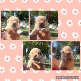 Purple Collar Female - Yellow female Labrador Retriever puppy in Kissimmee, Florida from SunState Labs