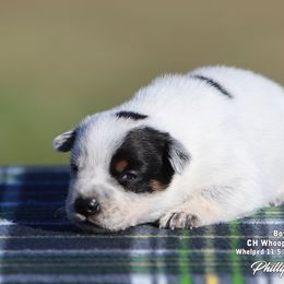 Charlie Boy 3 - Blue speckled male Australian Cattle Dog puppy in Point, Texas from Lakylu Kennels