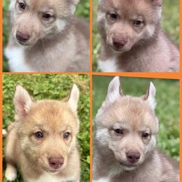 Robin - Red and white female Siberian Husky puppy in Canton, Ohio from Bleu Skies Siberian Huskies