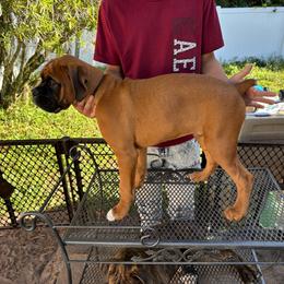 Jack 1100.00 - Fawn male Boxer puppy in S AI Nt Cloud, Florida from SMART AKC Boxers