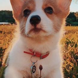 Pembroke Welsh Corgis from Red Fern Corgis