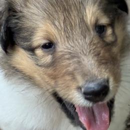 Collie Puppies from Hedge Haven Farm