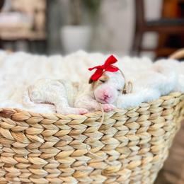 Tutti Fruiti - Parti female Goldendoodle puppy in Sulphur, Louisiana from Curly Q’s Of Carlyss