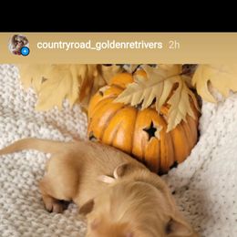 Golden Retriever Puppies from Country Road Golden Retrievers