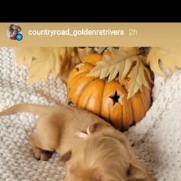 Golden Retriever Puppies from Country Road Golden Retrievers