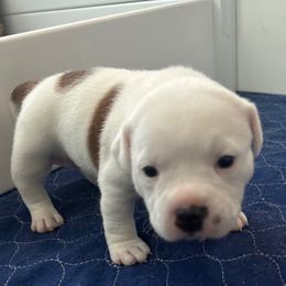 Sprite - White and red female Staffordshire Bull Terrier puppy in Port Saint Lucie, Florida from Southern Staffies