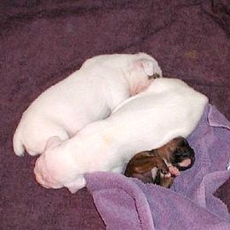 Boxer Puppies from Minstrel Boxers