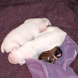 Boxer Puppies from Minstrel Boxers