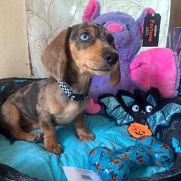 Boy - Wild boar male Dachshund puppy in Missoula, Montana from Rocky Mountain Dachshunds