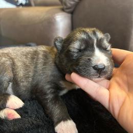 Pink - Sable and white female Siberian Husky puppy in Virginia Beach, Virginia from Fly Siberian