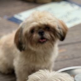 Bentley - Shih Tzu