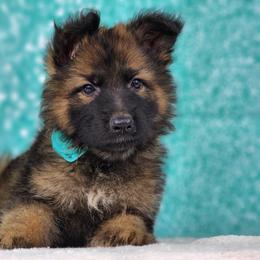 German Shepherd Puppies from Raven Oak's Shepherds