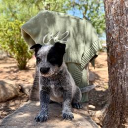 Rizzo - Blue male Australian Cattle Dog puppy in Sahuarita, Arizona from A2 Australian Cattle Dogs