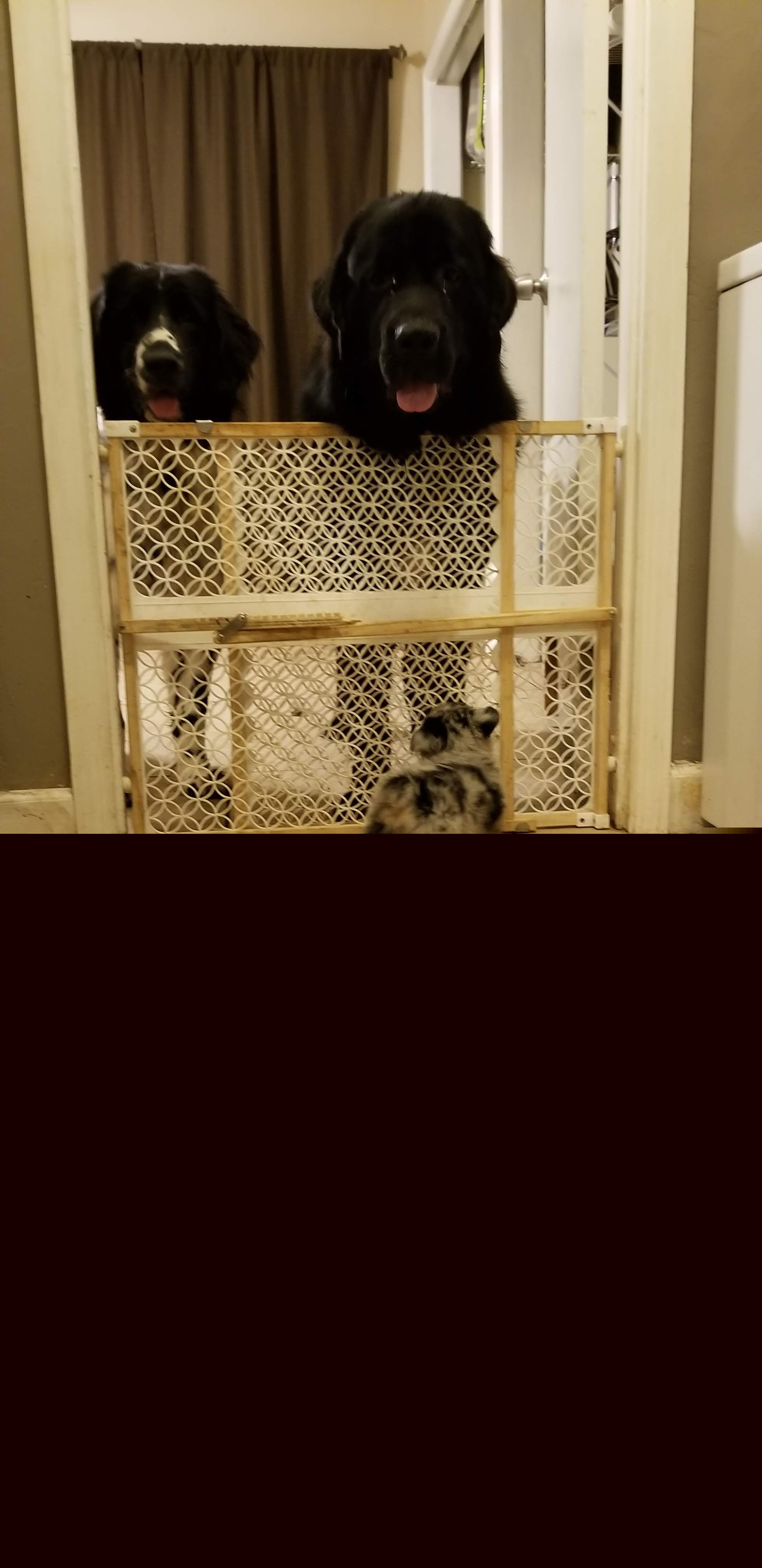 American Corgi and Pembroke Welsh Corgi Puppies from Koko's Kennels