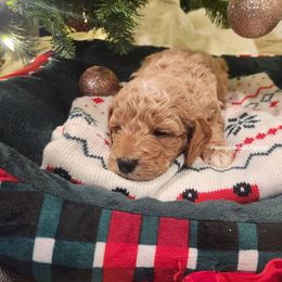 Buddy (the Elf) - Apricot male Goldendoodle puppy in Pennsylvania from Pennsylvanian Puppies