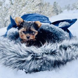 Pomeranian and Yorkshire Terrier Puppies from Dreaming Puppies