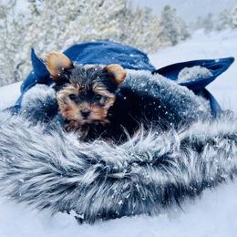 Pomeranian and Yorkshire Terrier Puppies from Dreaming Puppies