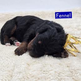 Fennel - Phantom male Bernedoodle puppy in Neillsville, Wisconsin from Granton Creek