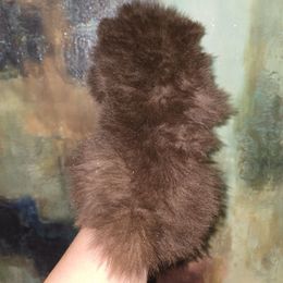 Cleopatra - Chocolate female Pomeranian puppy in Texas from Ruby's Poms