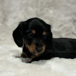 Pink heart girl (blk n cream) - Black and cream female Dachshund puppy in Chehalis, Washington from McJazzin Doxies