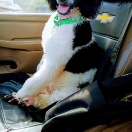 Poodle Puppies from Reeves Family Standard Poodles