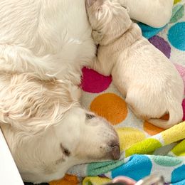 Golden Retriever Puppies from Ruff Life Goldens