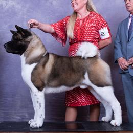 Akita from SunDevil Akitas