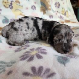 Jinx - Dapple male Dachshund puppy in Eldon, Missouri from Pure Joy Dachshunds