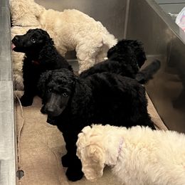 Poodle Puppies from Tyler Family Poodles