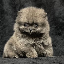 Pomeranian Puppies from POMS USA