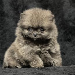 Pomeranian Puppies from POMS USA