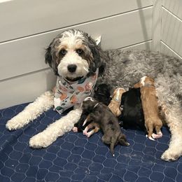 Bernedoodle Puppies from Peach & Pawmetto Doodles