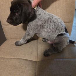 Cream collar - Liver roan male German Shorthaired Pointer puppy in Tumwater, Washington from Mike's German Shorthaired Pointers