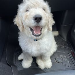 Goldendoodle Puppies from Bianca Bleu Goldendoodles