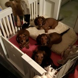 Dachshund Puppies from Royall T Dachshunds