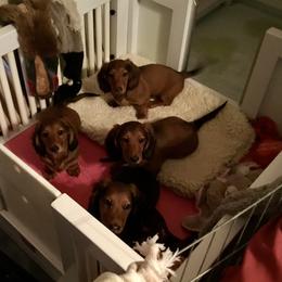 Dachshund Puppies from Royall T Dachshunds