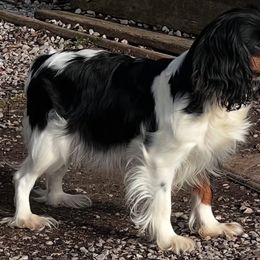 Frankie - Cavalier King Charles Spaniel