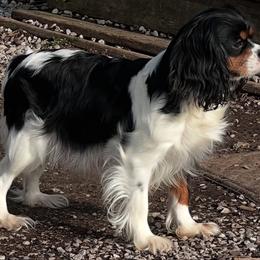 Frankie - Cavalier King Charles Spaniel