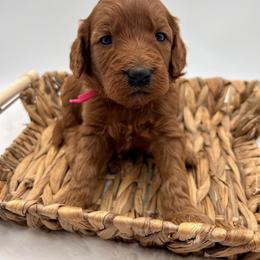 Cosmic Brownie - Red  female Goldendoodle puppy in Sunman, Indiana from Brunsman Country Doodles LLC