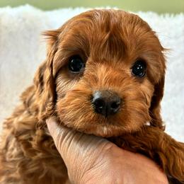 Leo - Red male Cavapoo puppy in Adrian, Oregon from ApplebyFarm
