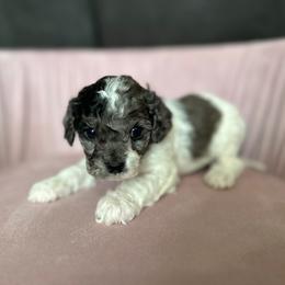 George - Tri-color male Cavapoo puppy in Thorndale, Texas from Hattie’s Texas Cavapoos