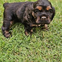 Finn - Black white and tan male Cockapoo puppy in Indiahoma, Oklahoma from Phamily Doodles