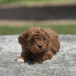 Girl 1 - Red female Cavapoo puppy in Cuero, Texas from Firestorm Kennel