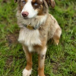 Australian Shepherds, Border Collies, Miniature American Shepherds, Miniature Australian Shepherds, and Toy Australian Shepherds from Aloe Aussies